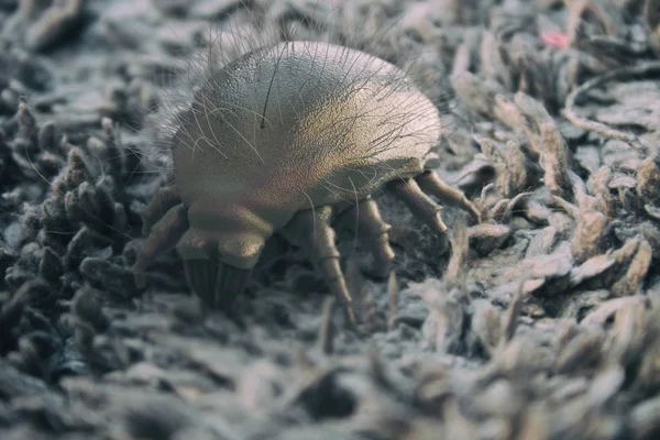 House dust mite- 3D Rendering