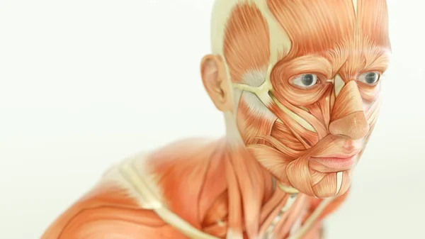 stock image Anatomy of human body, muscles - 3D Rendering