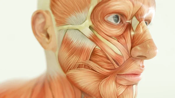 Anatomy of human body, muscles - 3D Rendering