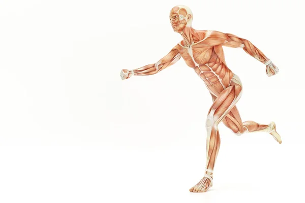 Anatomia Del Corpo Umano Esecuzione Muscoli Rendering — Foto Stock