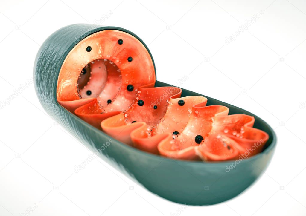 Mitochondrion in close-up - 3D Rendering