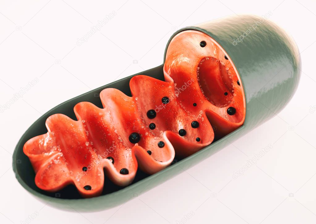 Mitochondrion in close-up - 3D Rendering