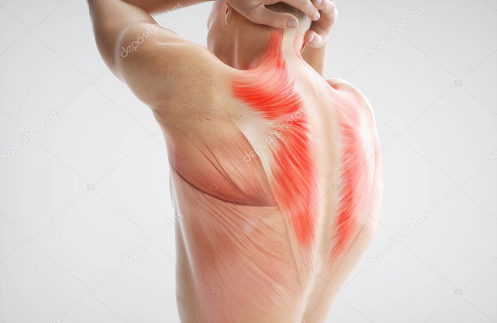 Anatomy of muscle body - human - 3D Rendering