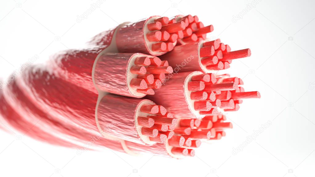 Muscle Type: Skeletal muscle -- Cross section through a muscle with visible muscle fibers - 3D Rendering