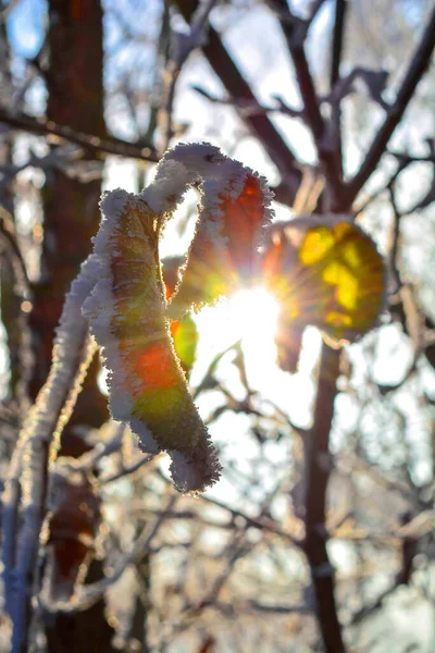 Leaf Tree Ice Snow Winter Frozen Frost — Stock Photo, Image