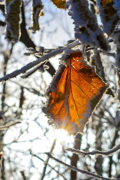 Inverno de neve gelada Frost Leaf Tree — Fotografia de Stock