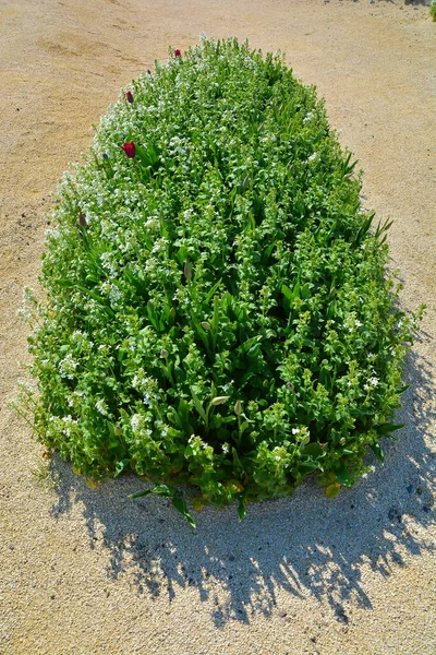 Kum bitkisi çalılarının üzerindeki yeşil çalı — Stok fotoğraf