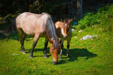 Bir at yavrusuyla çayırda otluyor.