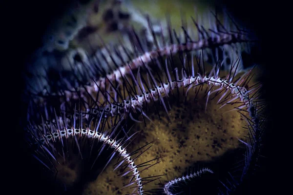 close-up of Beautiful underwater flower in ocean