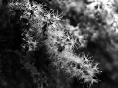 Akdeniz deniz kırmızı mercan.