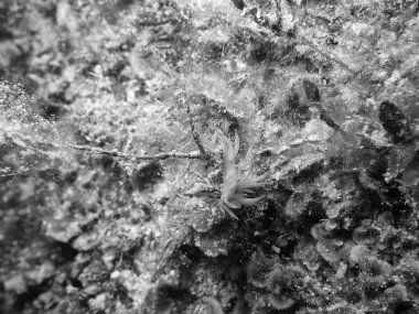 Küçük Flabellina, sualtı hayatı.