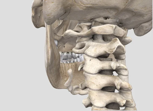 Espina Dorsal Área Cervical Ilustración — Foto de Stock