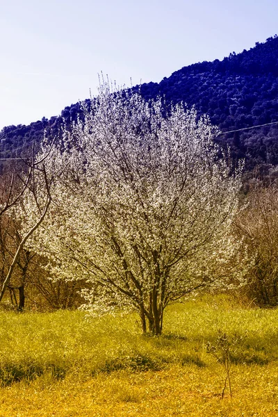 Beautiful View Tree Bloom — Stock Photo, Image