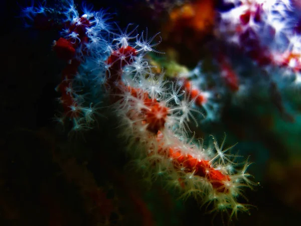 Red Coral Underwater Mediterranean Sea — Stock Photo, Image