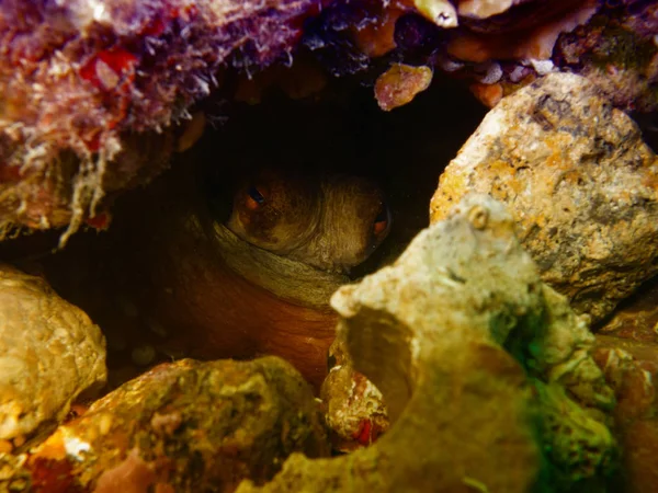 Octopus underwater in mediterranean sea