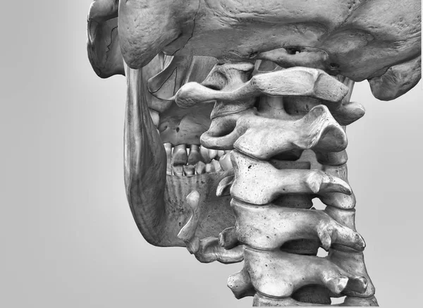  Omurga, servikal alan, 3d esnaf.