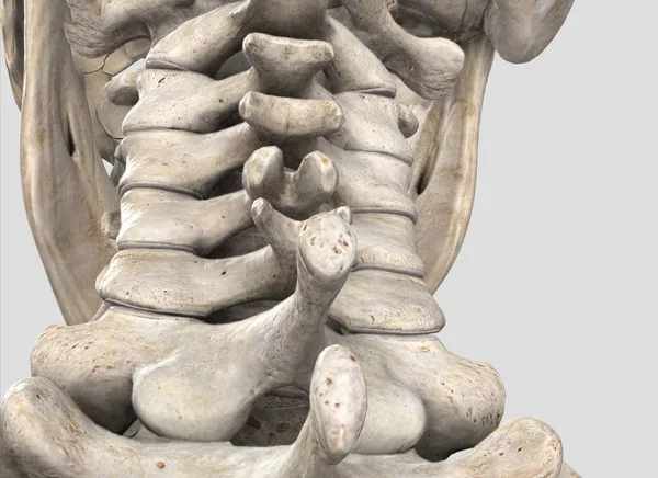 Spine Cervical Area Illustartion — Stock Photo, Image