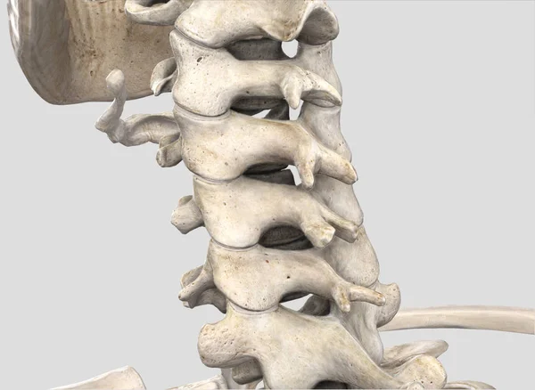 Espina Dorsal Área Cervical Ilustración — Foto de Stock