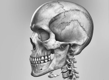 İnsan kafatası, 3d çizim.