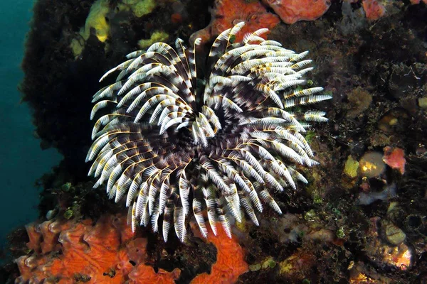 Beautiful colorful underwater flower in sea