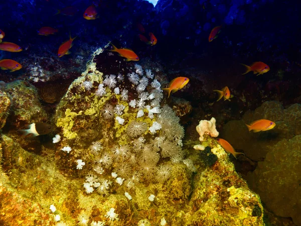 Red Fish Coral Underwater Red Sea — Stock Photo, Image