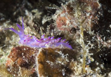 Küçük omurgasızını, Flabellina Affinis.