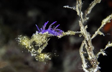 Küçük omurgasızını, Flabellina Affinis.