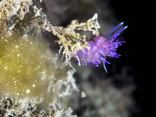 Nacktschnecke Flabellina Affinis — Stockfoto