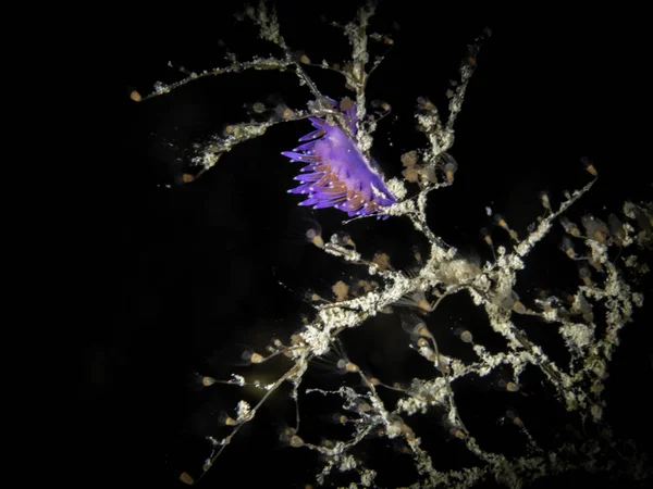 Nacktschnecke Flabellina Affinis — Stockfoto