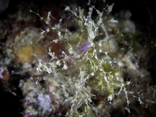 Tenente Nudibranch Flabellina Affinis — Fotografia de Stock