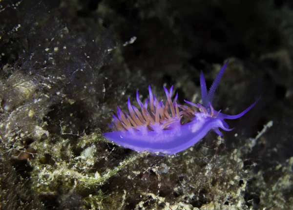 Lttle Nudibranch Flabellina Affinis — 스톡 사진