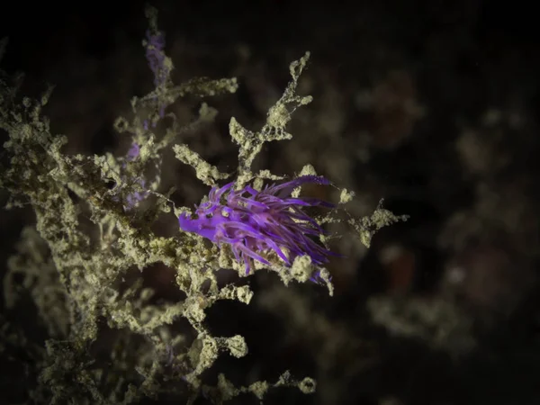 Nudibranch Flabellina Affinis Mar Mediterrâneo — Fotografia de Stock