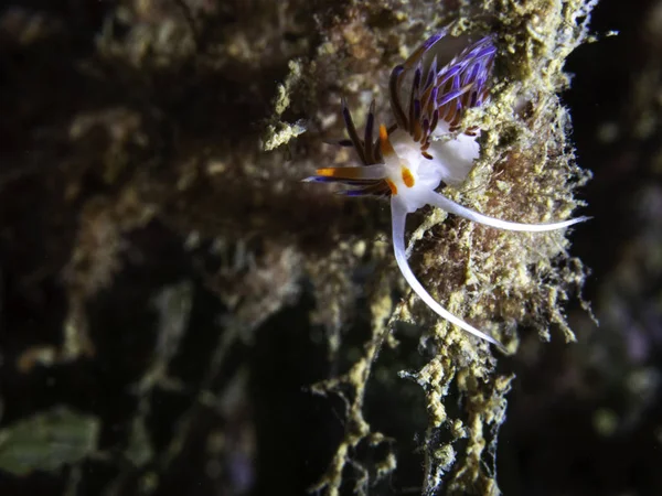 地中海 Nudibranch Flabellina Cratena 佩雷格里纳 — 图库照片