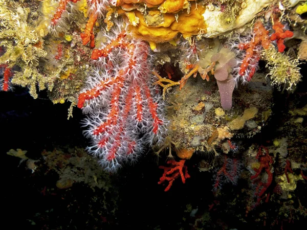 Close Coral Vermelho — Fotografia de Stock