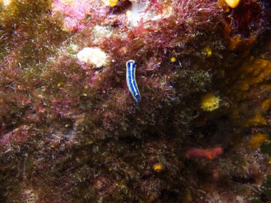 Nudibranch (deniz yaratığı) Akdeniz sualtı görünümünü