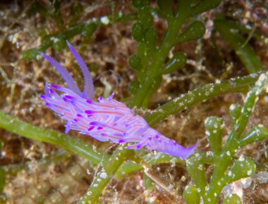 Flabellina affinis, deniz gastropod yumuşakça aile Flabellinidae