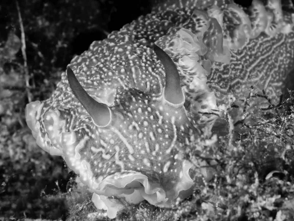 Nahaufnahme Von Nacktschnecken Meeresschnecken Weichtieren — Stockfoto