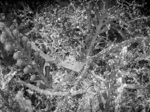 Flabellina Affinis Molusco Gastrópode Marinho Família Flabellinidae — Fotografia de Stock