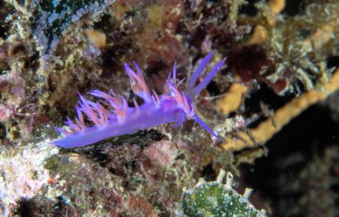 Flabellina affinis, Akdeniz sualtı yaşamı.