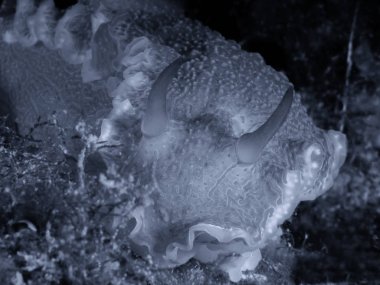 Nudibrach, Felimera Picta görünümünü.