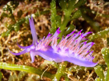 Flabellina affinis, Akdeniz sualtı yaşamı.