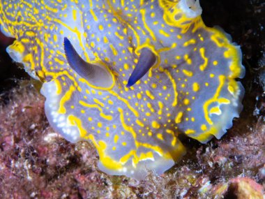 tatlı Nudibrach, Felimera Picta.