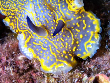 tatlı Nudibrach, Felimera Picta.