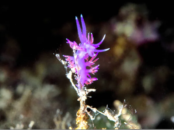 Flabellina, vida subaquática — Fotografia de Stock