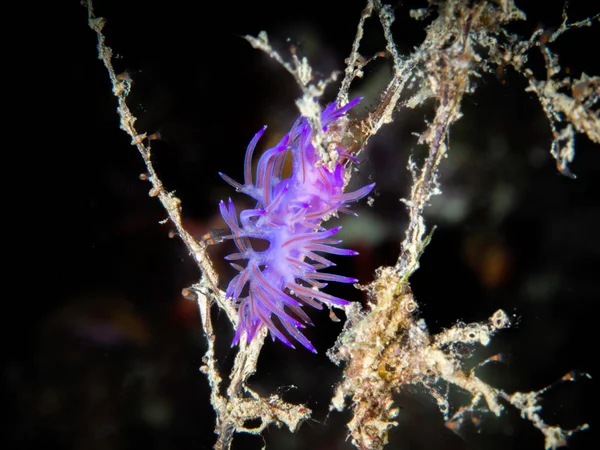 Flabellina affinis ist eine Meeresschneckenart, eine äolische Nacktschnecke — Stockfoto