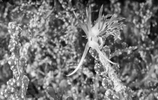 Το flabellina affinis είναι ένα είδος θαλασσινωδίασης, ένα aeolid — Φωτογραφία Αρχείου