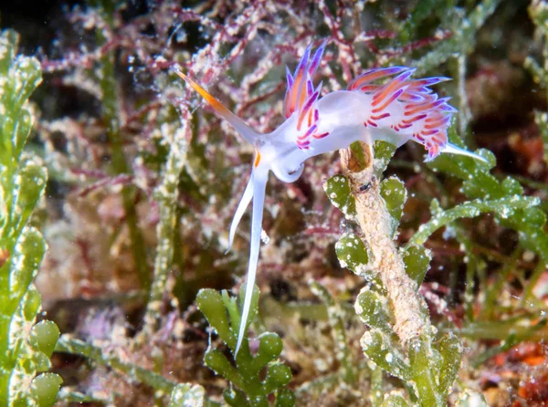 Flabellina affinis es una especie de babosa marina, una nudibranc eólica Imagen De Stock