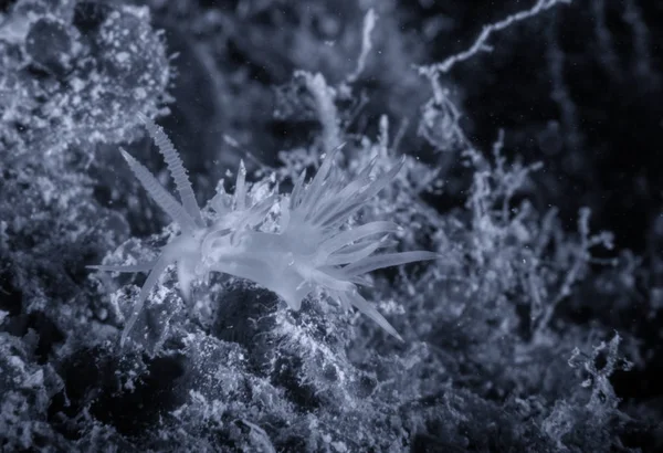 Flabellina, vida subaquática — Fotografia de Stock