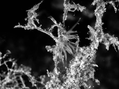 Flabellina affinis deniz sümüklüböceği bir türüdür, bir aeolid nudibranc