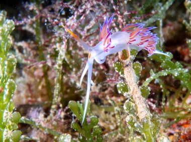 Flabellina affinis deniz sümüklüböceği bir türüdür, bir aeolid nudibranc